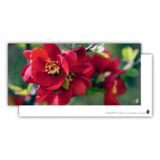 Postcard | Red blossom